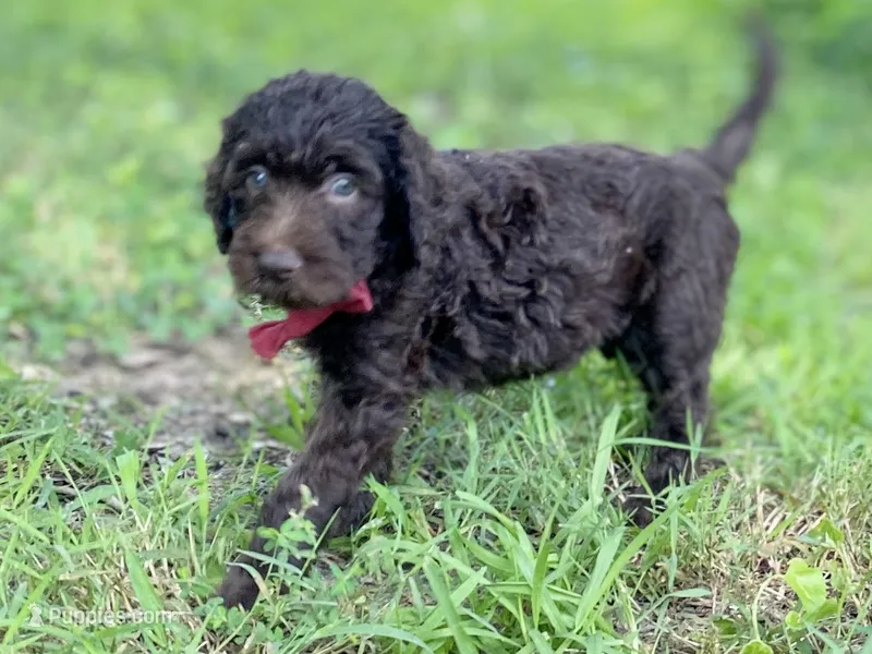 Gemma f1bb – Goldendoodle puppy for sale in Canon, GA