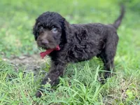 Gemma f1bb, a female Goldendoodle for sale in Canon, GA – 4 of 8