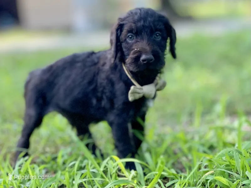 Garrett chocolate F1bb – Goldendoodle puppy for sale in Canon, GA