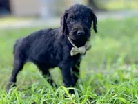 Garrett chocolate F1bb, a male Goldendoodle for sale in Canon, GA – 1 of 7