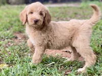 Jenna, a female Goldendoodle for sale in Canon, GA – 3 of 5