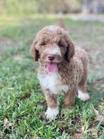 Kade (tuxedo), a male Goldendoodle for sale in Canon, GA – 4 of 10