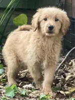 Lark, a female Goldendoodle for sale in Canon, GA – 8 of 8