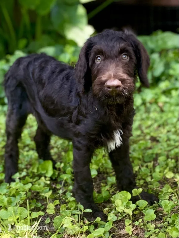 Garrett chocolate F1bb – Goldendoodle puppy for sale in Canon, GA