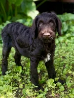 Garrett chocolate F1bb, a male Goldendoodle for sale in Canon, GA – 1 of 10