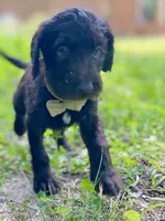 Garrett chocolate F1bb, a male Goldendoodle for sale in Canon, GA – 5 of 7