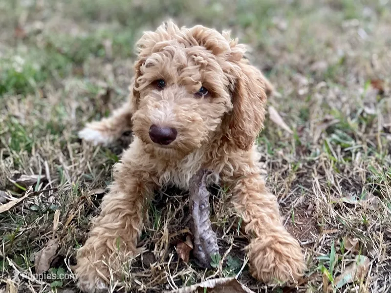 Jewel – Goldendoodle puppy for sale in Canon, GA