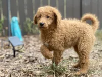 Leslie, a female Goldendoodle for sale in Canon, GA – 3 of 9