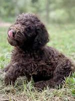 Joy chocolate, a female Goldendoodle for sale in Canon, GA – 6 of 8