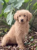 Lark, a female Goldendoodle for sale in Canon, GA – 7 of 8