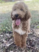 Hudson , a male Goldendoodle for sale in Canon, GA – 6 of 10