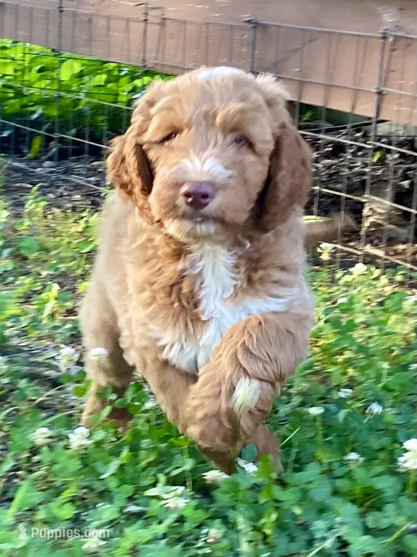Finn – Goldendoodle puppy for sale in Canon, GA