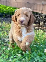 Finn, a male Goldendoodle for sale in Canon, GA – 1 of 8