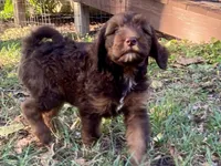 Isla (sable), a female Goldendoodle for sale in Canon, GA – 4 of 7