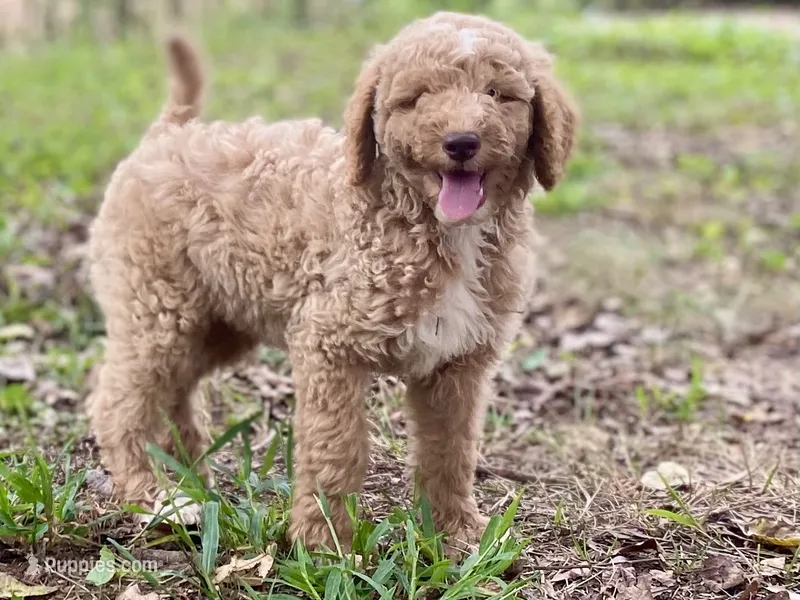 Jude – Goldendoodle puppy for sale in Canon, GA