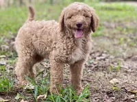 Jude, a male Goldendoodle for sale in Canon, GA – 1 of 7