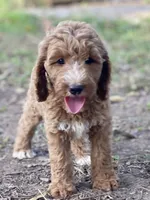 Kennedy, a female Goldendoodle for sale in Canon, GA – 7 of 7