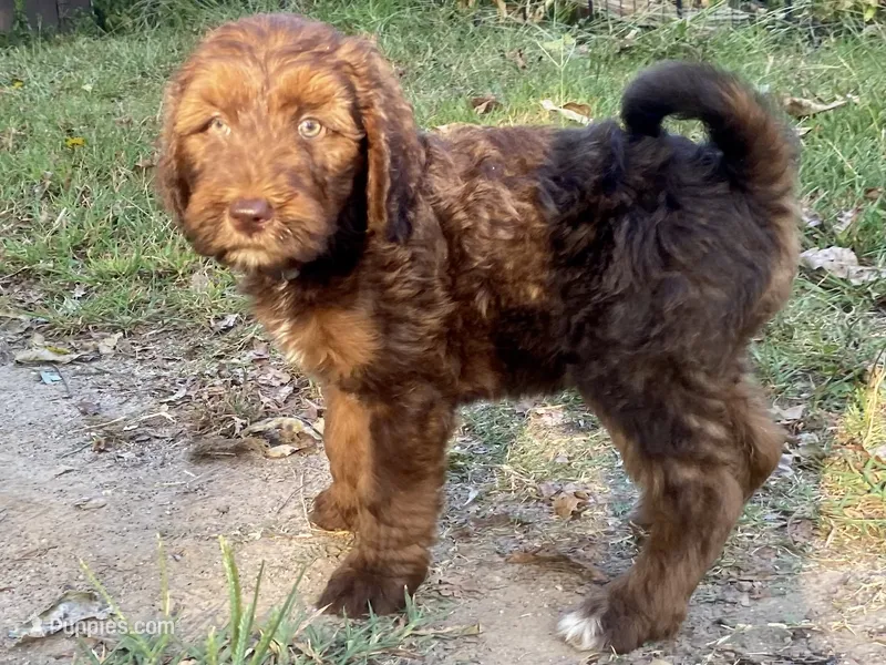 Isla (sable) – Goldendoodle puppy for sale in Canon, GA