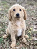 Lana, a female Goldendoodle for sale in Canon, GA – 5 of 7