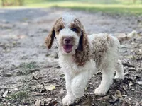 Kinsley , a female Goldendoodle for sale in Canon, GA – 7 of 9