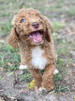 Knox, a male Goldendoodle for sale in Canon, GA – 8 of 8