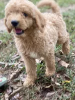Logan, a male Goldendoodle for sale in Canon, GA – 6 of 9