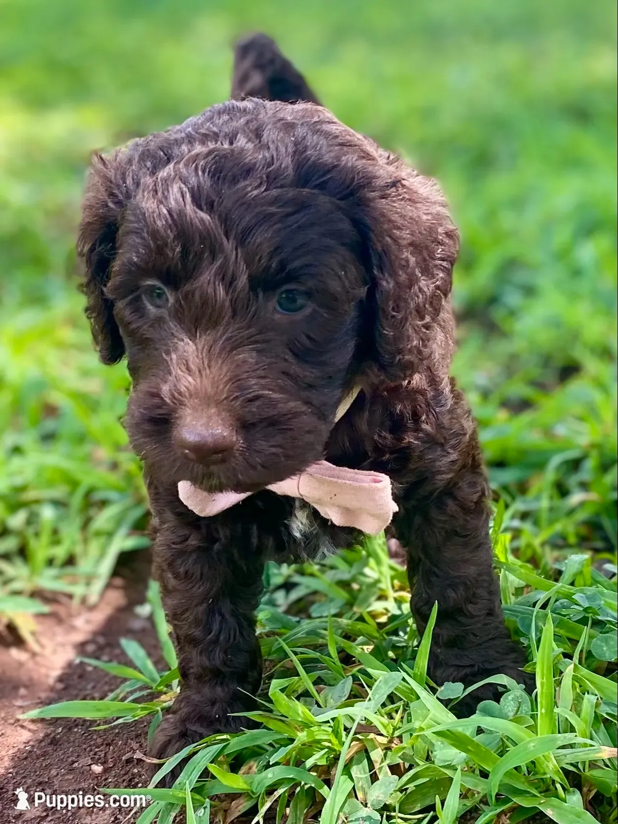 Indie (chocolate), a female Goldendoodle for sale in Canon, GA – 5 of 7