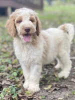 Jaxon, a male Goldendoodle for sale in Canon, GA – 6 of 8