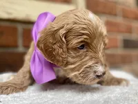 Harper, a female Goldendoodle for sale in Canon, GA – 3 of 3
