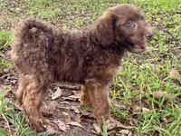 Isaac (sable), a male Goldendoodle for sale in Canon, GA – 3 of 10