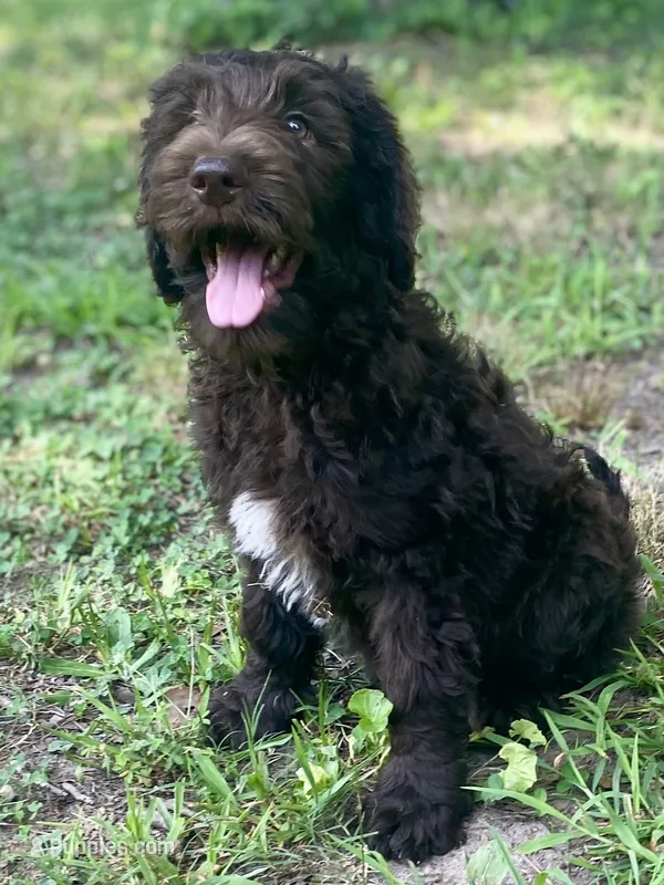 Gemma f1bb – Goldendoodle puppy for sale in Canon, GA