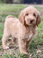 Jenna, a female Goldendoodle for sale in Canon, GA – 2 of 5