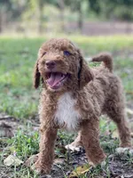 Knox, a male Goldendoodle for sale in Canon, GA – 2 of 8