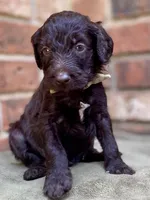 Garrett chocolate F1bb, a male Goldendoodle for sale in Canon, GA – 4 of 7