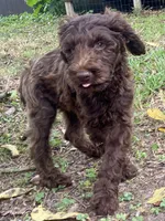 Jett chocolate, a male Goldendoodle for sale in Canon, GA – 7 of 10