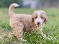 Ethan (tuxedo), a male Goldendoodle and Labradoodle for sale in Canon, GA – Photo 4 of 9