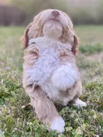 Ethan (tuxedo), a male Goldendoodle and Labradoodle for sale in Canon, GA – Photo 8 of 9