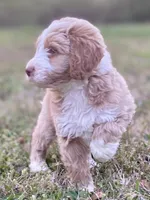 Ethan (tuxedo), a male Goldendoodle and Labradoodle for sale in Canon, GA – Photo 2 of 9
