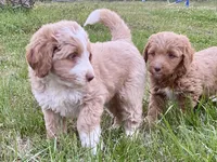 Ethan (tuxedo), a male Goldendoodle and Labradoodle for sale in Canon, GA – Photo 9 of 9