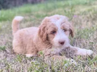 Ethan (tuxedo), a male Goldendoodle and Labradoodle for sale in Canon, GA – Photo 3 of 9