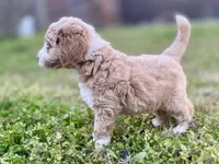 Ethan (tuxedo), a male Goldendoodle and Labradoodle for sale in Canon, GA – Photo 6 of 9
