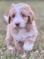 Ethan (tuxedo), a male Goldendoodle and Labradoodle for sale in Canon, GA – Photo 1 of 9