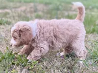Ethan (tuxedo), a male Goldendoodle and Labradoodle for sale in Canon, GA – Photo 7 of 9