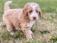 Ethan (tuxedo), a male Goldendoodle and Labradoodle for sale in Canon, GA – Photo 5 of 9