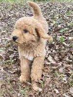 Logan, a male Goldendoodle for sale in Canon, GA – 9 of 9