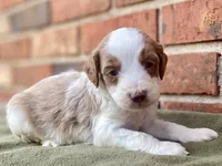 Daisy, a female Goldendoodle for sale in Canon, GA – Photo 1 of 7