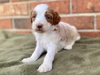 Daisy, a female Goldendoodle for sale in Canon, GA – Photo 6 of 7