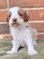 Daisy, a female Goldendoodle for sale in Canon, GA – Photo 3 of 7
