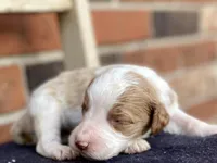 Daisy, a female Goldendoodle for sale in Canon, GA – Photo 5 of 7