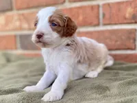 Daisy, a female Goldendoodle for sale in Canon, GA – Photo 7 of 7